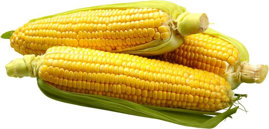 Partially Shucked Ears of Corn